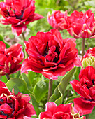 Tulipa 'Pepper Spray'