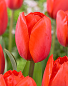 Tulipa Toon Hermans