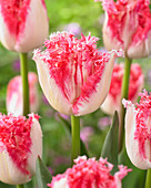 Tulipa 'Neglige'