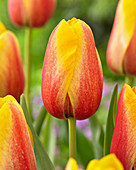 Tulipa Violes