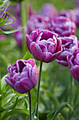 Tulipa 'Blue Diamond'