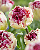 Tulipa 'Jonquieres'