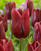 Tulipa 'National Velvet'