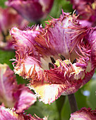 Tulipa 'Colour Fusion'