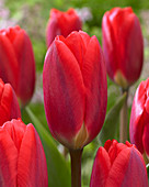 Tulipa Red Strike