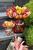 Tulipa Princess mix