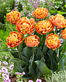 Tulipa Valdivia