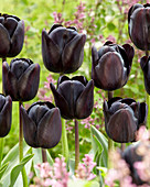 Frühe schwarze Tulpe