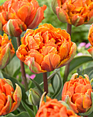 Tulipa Fulena