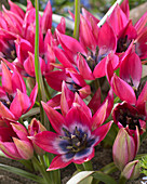 Tulipa Little Beauty