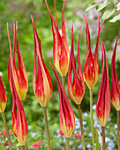 Tulipa acuminata