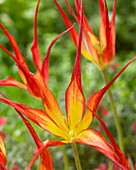 Tulipa acuminata