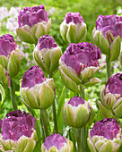 Tulipa Exquisit