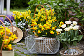 Frühlings - Arrangement mit Narzissen und Tulpen