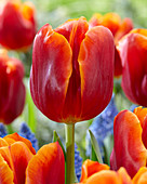 Tulipa Angela Merkel