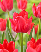 Tulipa Frontline