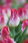 Tulipa Whispering Dream