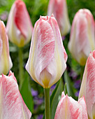 Tulipa Flaming Purissima