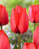 Tulipa Spryng