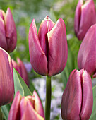 Tulipa 'Heavy Duty'