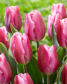 Tulipa 'Letha Vessey'