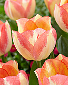 Tulipa 'Spryng Sunrise' ®