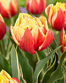 Tulipa Ophelia