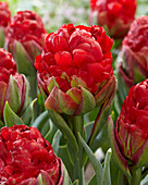 Tulipa 'Ice Cream Strawberry'