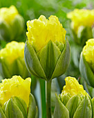 Tulipa 'Pop Up Yellow'