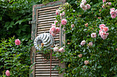 Climbing rose, old shutter and cake pan as decoration