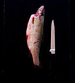 A fresh trout with a knife