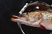 Pike fish on black background