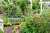 Vegetable garden patch between blooming roses