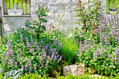 Blühender Salbei mit weißem Fingerhut im Steingarten vor alter, weißer Mauer