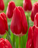 Tulipa Red Signal