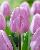 Tulipa 'Paradero'