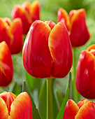 Tulipa 'Verandi'