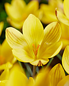 Crocus 'Early Gold'