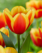 Tulipa 'Confucius'