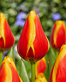 Tulipa 'Confucius'