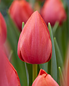 Tulipa 'Prior'