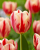Tulipa 'Flaming Prominence'
