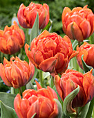 Tulipa 'Hermitage Double'