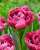 Tulipa 481.482.99.1603