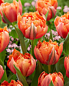 Tulipa 'Royal Centennial'