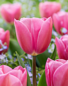 Tulipa 'Ozon'