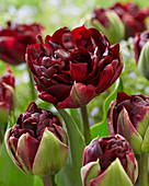 Tulipa 'Palmyra'