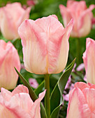 Tulipa Pink Dream