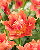 Tulipa 'Oranje Nassau'