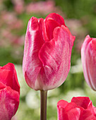 Tulipa 'Gander's Rhapsody'